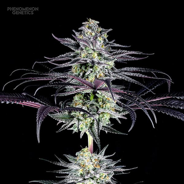 Watermelon Tangoz > Phenomenom Genetics | Regular Cannabis   |  Hybrid
